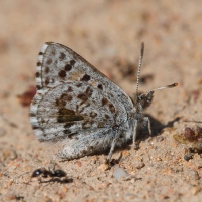 Lucia limbaria (Chequered Copper) at Tuggeranong Hill - 16 Sep 2020 by RAllen