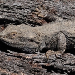 Pogona barbata (Eastern Bearded Dragon) at Red Hill to Yarralumla Creek - 7 Sep 2020 by JackyF