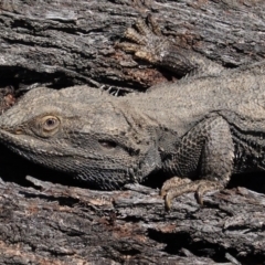 Pogona barbata (Eastern Bearded Dragon) at Hughes Grassy Woodland - 7 Sep 2020 by JackyF