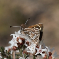 Herimosa albovenata (White-veined Sand-skipper) at Theodore, ACT - 16 Sep 2020 by RAllen