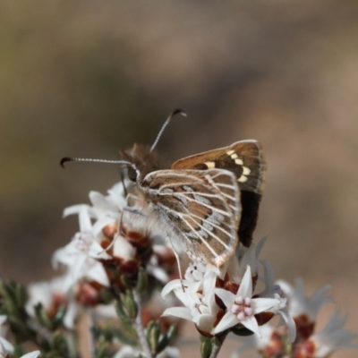 Herimosa albovenata (White-veined Sand-skipper) by RAllen