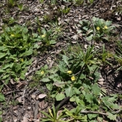 Cymbonotus sp. (preissianus or lawsonianus) (Bears Ears) at Hughes Grassy Woodland - 7 Sep 2020 by JackyF