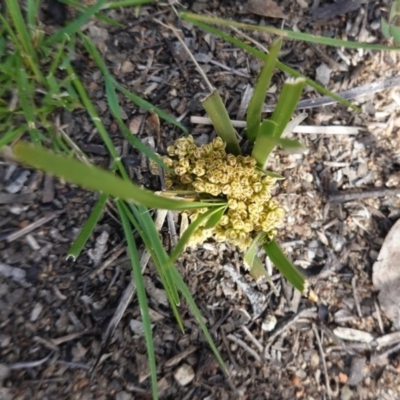 Lomandra bracteata (Small Matrush) at Hughes Grassy Woodland - 12 Sep 2020 by JackyF