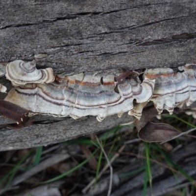 Trametes versicolor (Turkey Tail) at Red Hill to Yarralumla Creek - 12 Sep 2020 by JackyF
