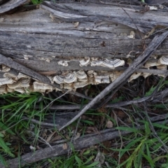 Trametes versicolor at Hughes, ACT - 12 Sep 2020