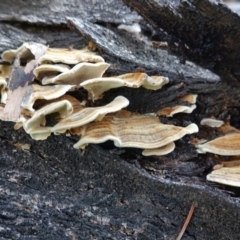 Trametes versicolor at Hughes, ACT - 12 Sep 2020