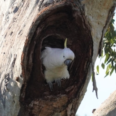 Cacatua galerita (Sulphur-crested Cockatoo) at Hughes Grassy Woodland - 8 Sep 2020 by JackyF