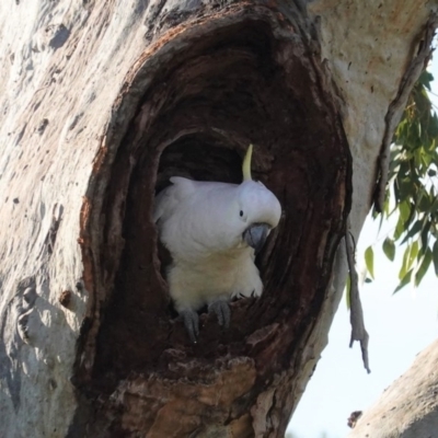 Cacatua galerita (Sulphur-crested Cockatoo) at GG194 - 8 Sep 2020 by JackyF