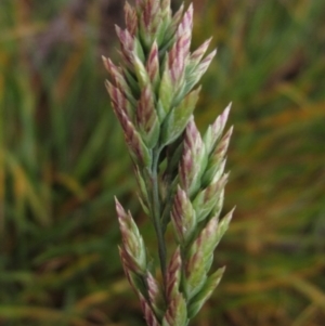 Poa bulbosa at Wallaroo, NSW - 14 Sep 2020