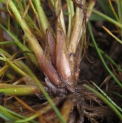 Poa bulbosa at Wallaroo, NSW - 14 Sep 2020