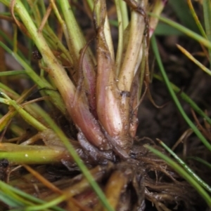 Poa bulbosa at Wallaroo, NSW - 14 Sep 2020