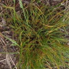 Poa bulbosa at Wallaroo, NSW - 14 Sep 2020