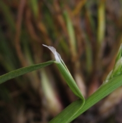 Poa bulbosa at Wallaroo, NSW - 14 Sep 2020