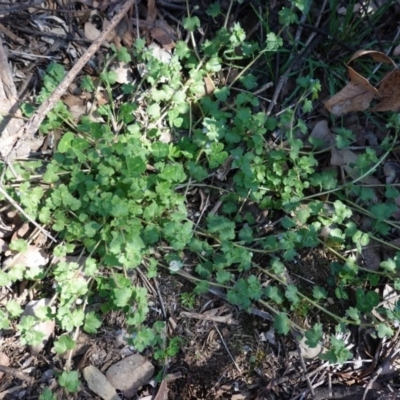 Veronica persica (Creeping Speedwell) at Hughes Grassy Woodland - 7 Sep 2020 by JackyF