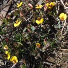 Bossiaea buxifolia (Matted Bossiaea) at Hall, ACT - 14 Sep 2020 by pinnaCLE