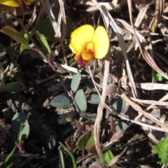 Bossiaea buxifolia at Hall, ACT - 14 Sep 2020