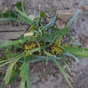 Lomandra bracteata at Deakin, ACT - 14 Sep 2020 01:50 PM