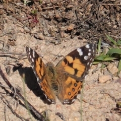 Vanessa kershawi (Australian Painted Lady) at Red Hill to Yarralumla Creek - 15 Sep 2020 by JackyF