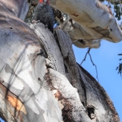 Callocephalon fimbriatum (Gang-gang Cockatoo) at GG55 - 6 Sep 2020 by JackyF