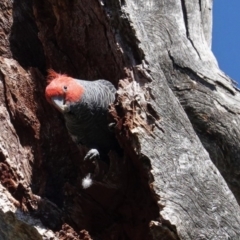 Callocephalon fimbriatum (Gang-gang Cockatoo) at GG47 - 6 Sep 2020 by JackyF