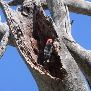 Callocephalon fimbriatum at Deakin, ACT - 6 Sep 2020