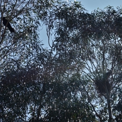 Corvus coronoides (Australian Raven) at Red Hill to Yarralumla Creek - 7 Sep 2020 by JackyF