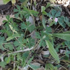 Geranium solanderi var. solanderi (Native Geranium) at Hughes, ACT - 15 Sep 2020 by JackyF