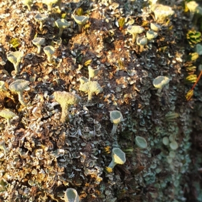 Cladonia sp. (genus) (Cup Lichen) at Albury - 14 Sep 2020 by ClaireSee