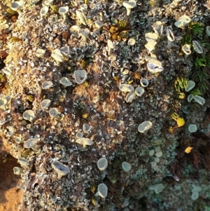 Cladonia sp. (genus) at West Albury, NSW - 15 Sep 2020