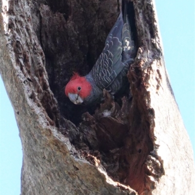 Callocephalon fimbriatum (Gang-gang Cockatoo) at Red Hill Nature Reserve - 10 Sep 2020 by JackyF