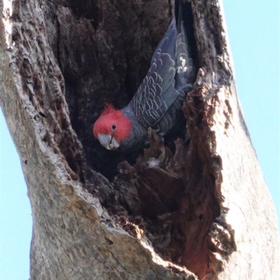 Callocephalon fimbriatum (Gang-gang Cockatoo) at GG47 - 10 Sep 2020 by JackyF