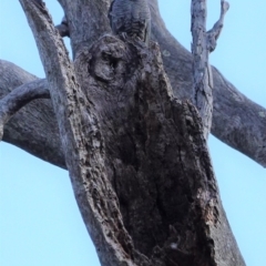 Callocephalon fimbriatum at Deakin, ACT - 10 Sep 2020