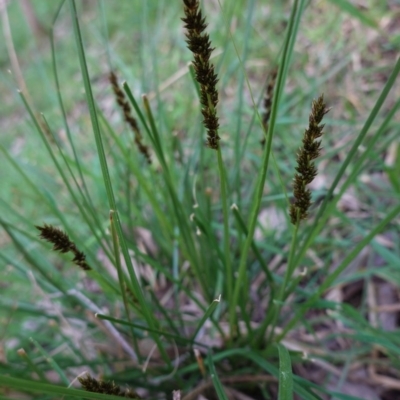 Carex sp. (A Sedge) at Red Hill Nature Reserve - 10 Sep 2020 by JackyF