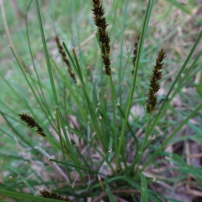 Carex (genus) (A Sedge) at Deakin, ACT - 10 Sep 2020 by JackyF