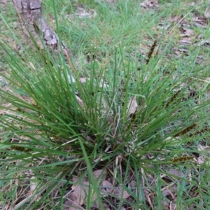 Carex sp. at Deakin, ACT - 10 Sep 2020 04:09 PM