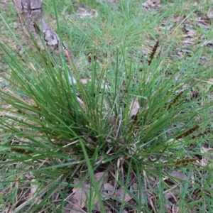 Carex sp. at Deakin, ACT - 10 Sep 2020