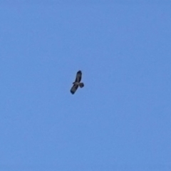 Hieraaetus morphnoides (Little Eagle) at Red Hill, ACT by JackyF