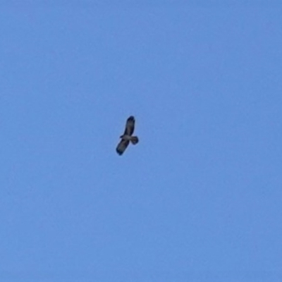 Hieraaetus morphnoides (Little Eagle) at Red Hill Nature Reserve - 15 Sep 2020 by JackyF