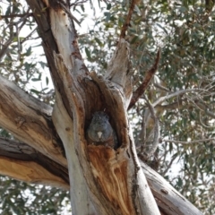 Callocephalon fimbriatum (Gang-gang Cockatoo) at Hughes Grassy Woodland - 5 Sep 2020 by JackyF