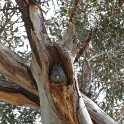 Callocephalon fimbriatum (Gang-gang Cockatoo) at Hughes Grassy Woodland - 5 Sep 2020 by JackyF