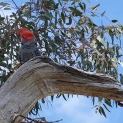 Callocephalon fimbriatum at Hughes, ACT - suppressed