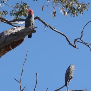 Callocephalon fimbriatum at Hughes, ACT - 6 Sep 2020