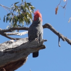 Callocephalon fimbriatum at Hughes, ACT - 6 Sep 2020