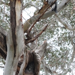 Callocephalon fimbriatum (Gang-gang Cockatoo) at Hughes Grassy Woodland - 12 Sep 2020 by JackyF