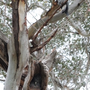 Callocephalon fimbriatum at Hughes, ACT - suppressed