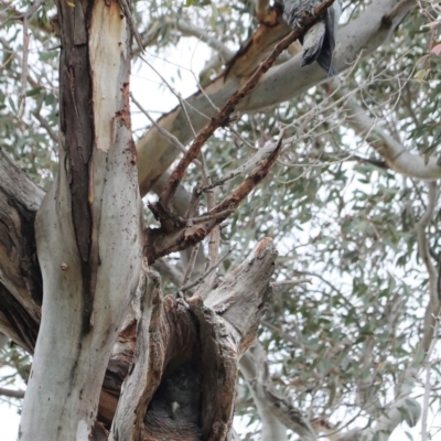 Callocephalon fimbriatum (Gang-gang Cockatoo) at GG229 - 12 Sep 2020 by JackyF