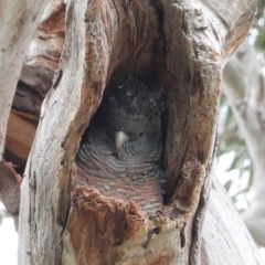 Callocephalon fimbriatum at Hughes, ACT - 13 Sep 2020