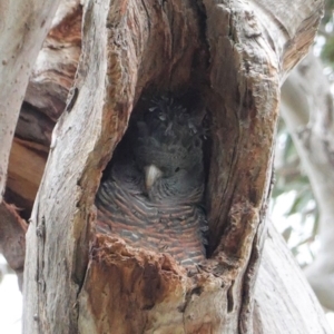 Callocephalon fimbriatum at Hughes, ACT - 13 Sep 2020