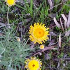 Leucochrysum albicans subsp. albicans (Hoary Sunray) at Albury - 15 Sep 2020 by ClaireSee