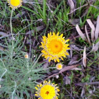Leucochrysum albicans subsp. albicans (Hoary Sunray) at Nail Can Hill - 14 Sep 2020 by ClaireSee